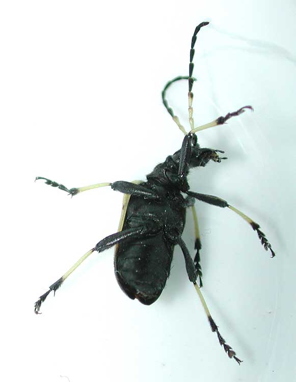 フタスジカタビロハナカミキリ