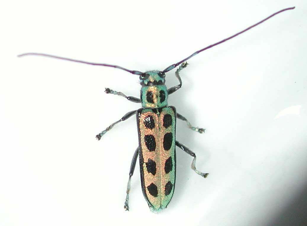 フチグロヤツボシカミキリ