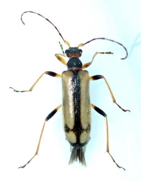 フトエリマキヒメハナカミキリ