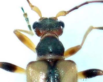 フトエリマキヒメハナカミキリ