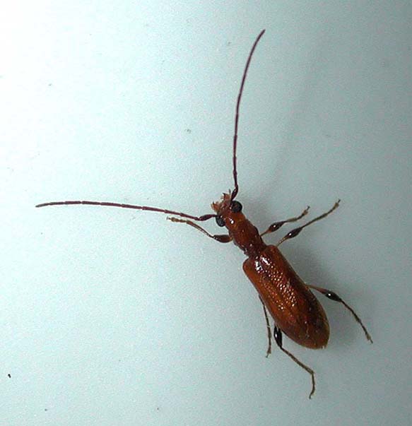 フトヒゲアメイロカミキリ