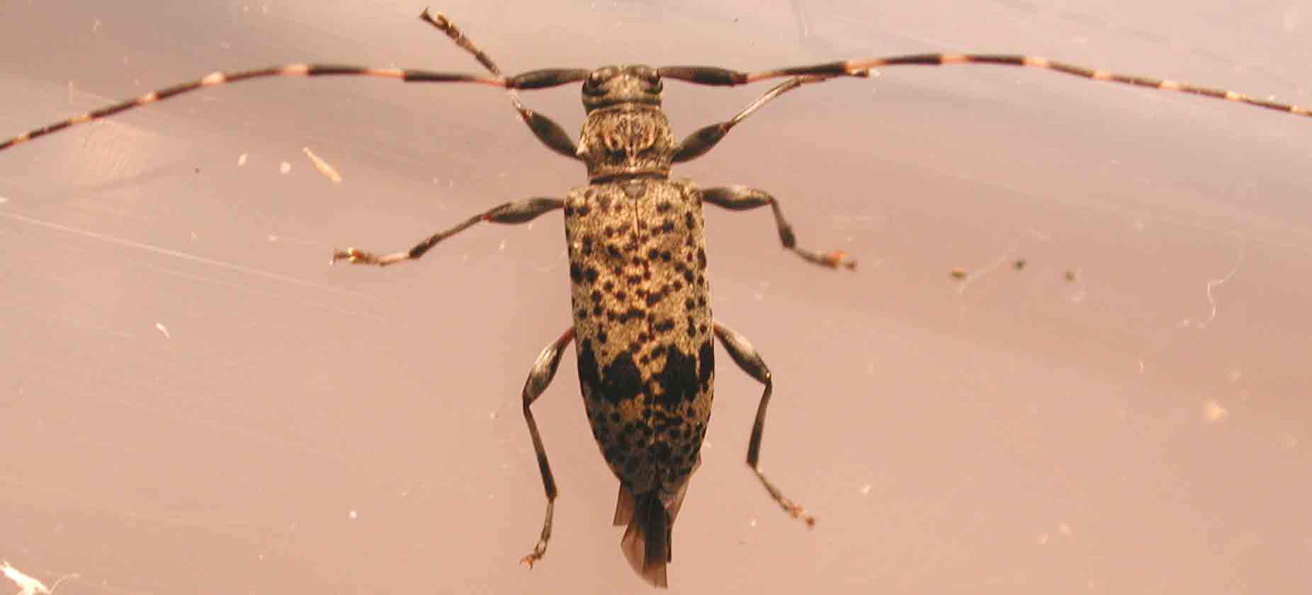 ゴマダラモモブトカミキリ