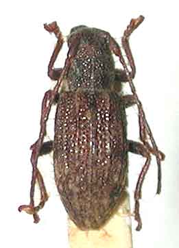 ハチジョウハネナシチビカミキリ