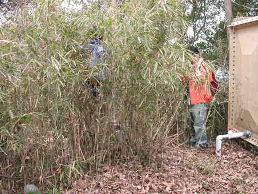 ハチジョウウスアヤカミキリ