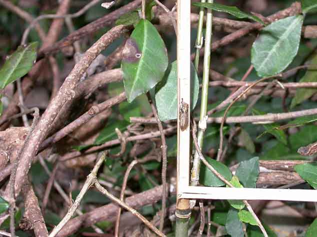 ハチジョウウスアヤカミキリ