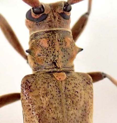 ハチジョウヤハズカミキリ