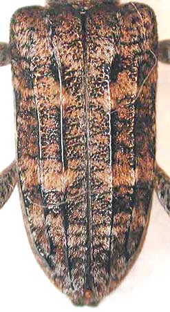 ハイイロハナカミキリ