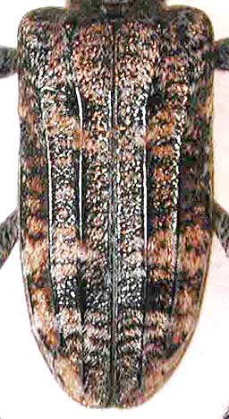 ハイイロハナカミキリ