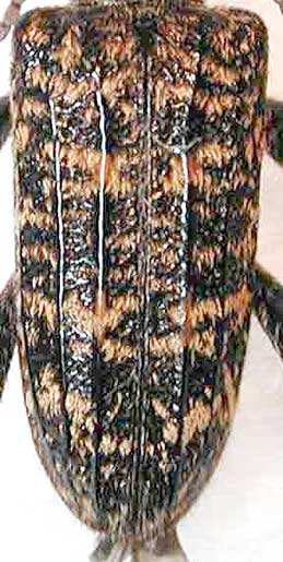 ハイイロハナカミキリ