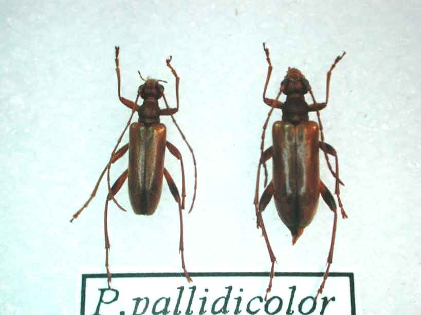 ハクバヒメハナカミキリ