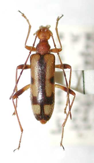 ハクサンシラネヒメハナカミキリ