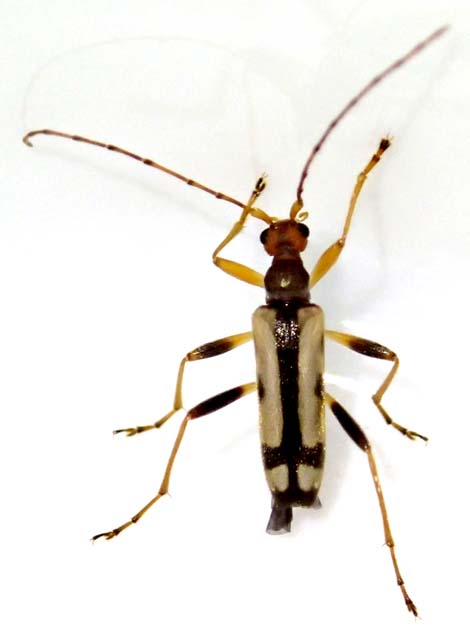 ハクサンシラネヒメハナカミキリ