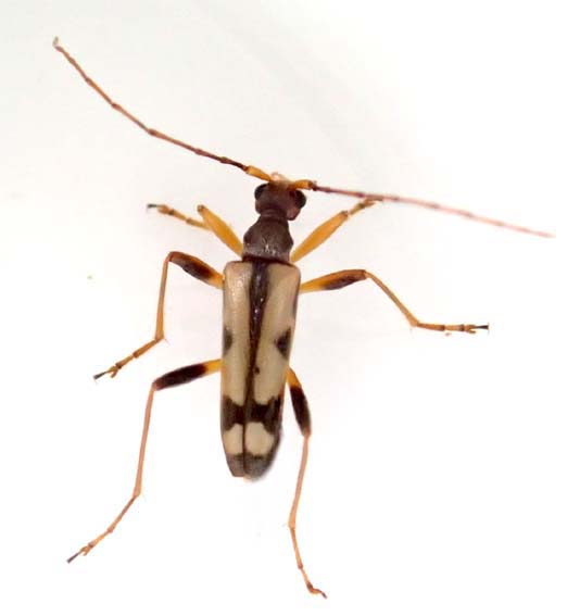 ハクサンシラネヒメハナカミキリ