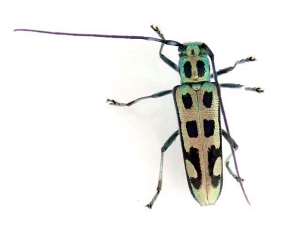 ハンノアオカミキリ