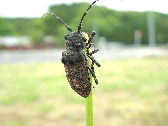 ハラアカコブカミキリ