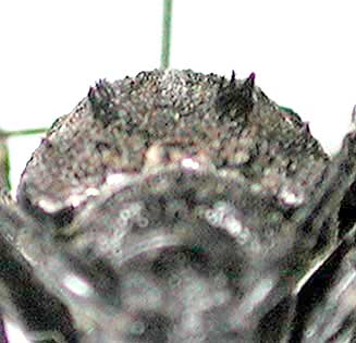 ハラアカコブカミキリ