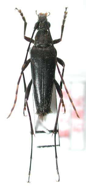 ハスジハナカミキリ