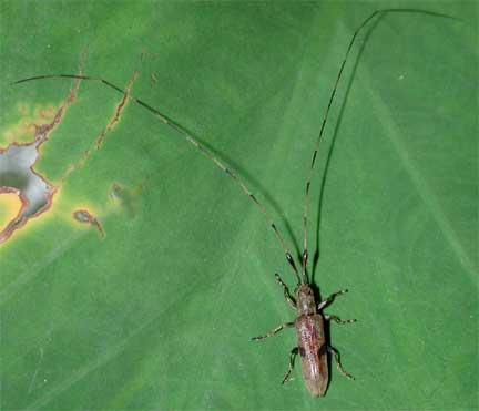 ハスオビヒゲナガカミキリ