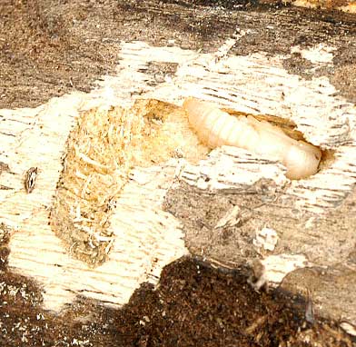 ハテルマヨナグニゴマフカミキリ