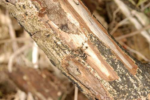 ハテルマヨナグニゴマフカミキリ