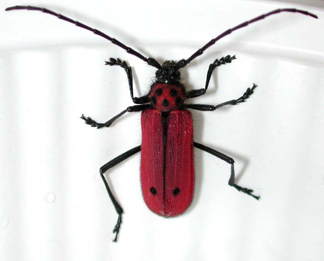 ヘリグロベニカミキリ