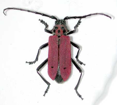 ヘリグロベニカミキリ