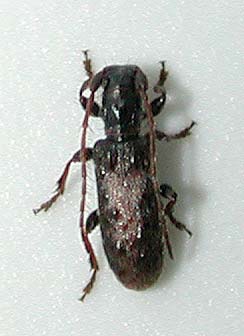 ヘリグロチビコブカミキリ