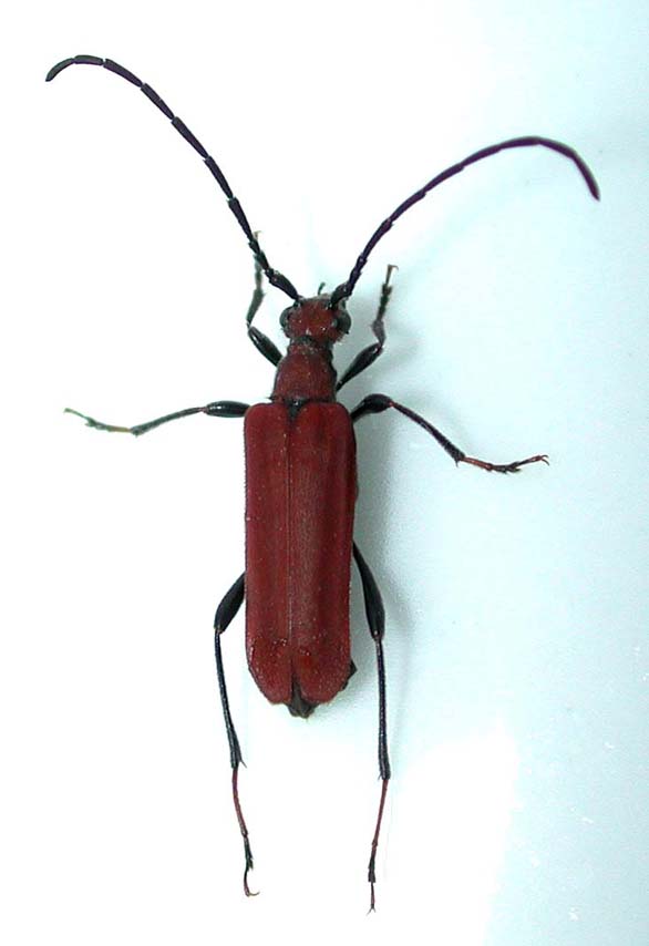 ヘリウスハナカミキリ