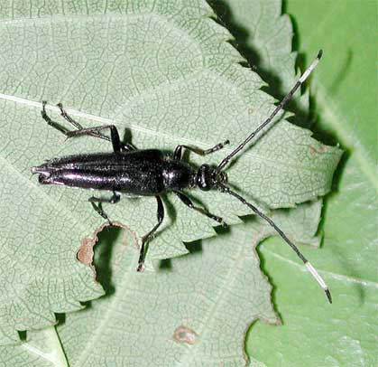 ヒゲジロハナカミキリ