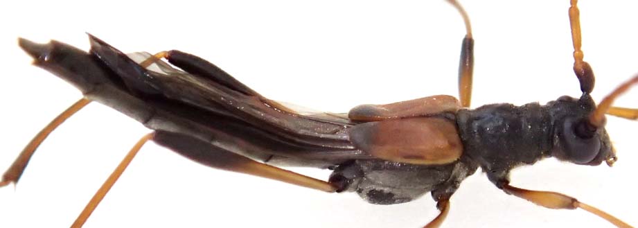 ヒゲジロホソコバネカミキリ