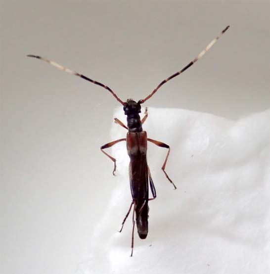 ヒゲジロホソコバネカミキリ