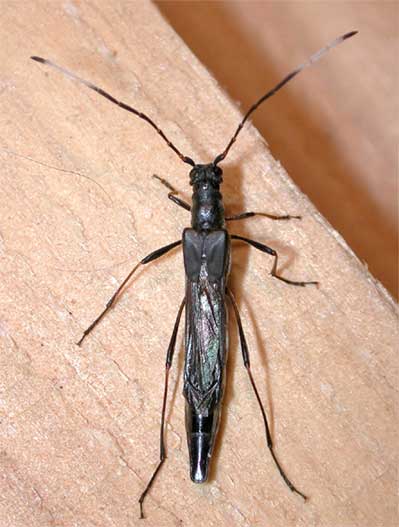 ヒゲジロホソコバネカミキリ