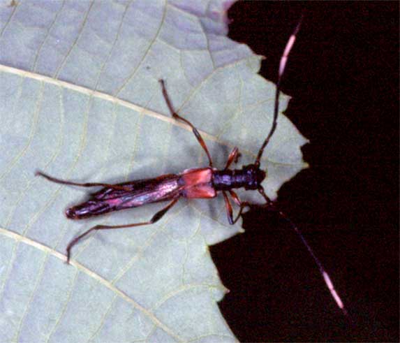 ヒゲジロホソコバネカミキリ