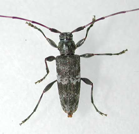 ヒゲナガモモブトカミキリ