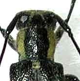 ブロインニングカミキリ