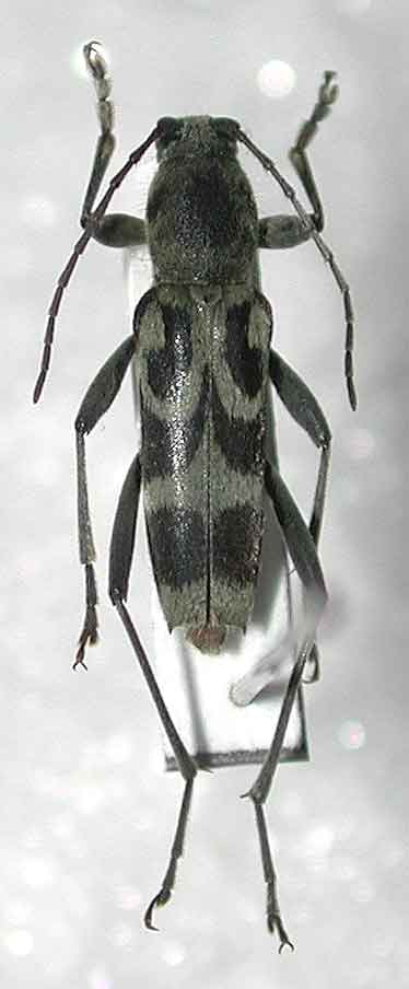 クロトラカミキリ