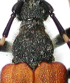 イガブチヒゲハナカミキリ