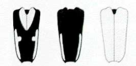 キベリカタビロハナカミキリ