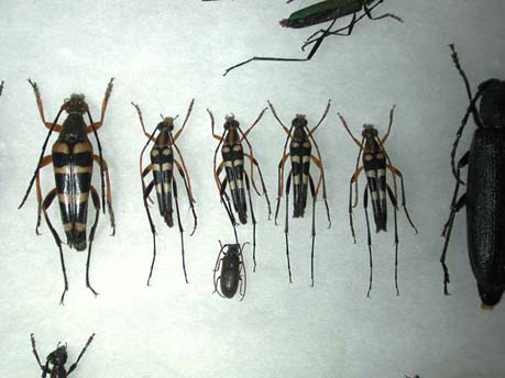 タケウチホソハナカミキリ