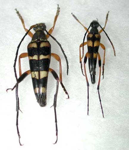 ヨスジホソハナカミキリ