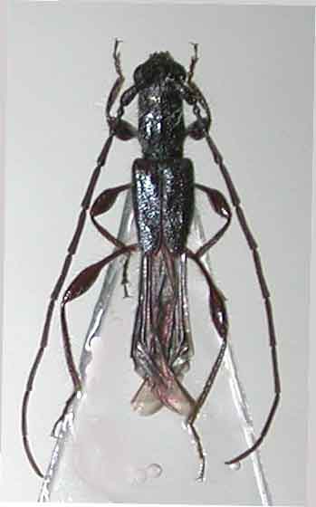 ヒコサンヒゲナガコバネカミキリ