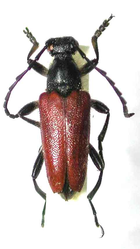 ヒメアカハナカミキリ