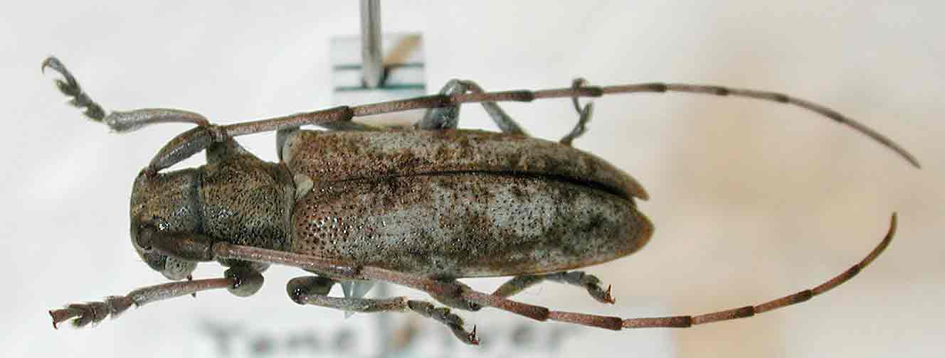 ヒメビロウドカミキリ