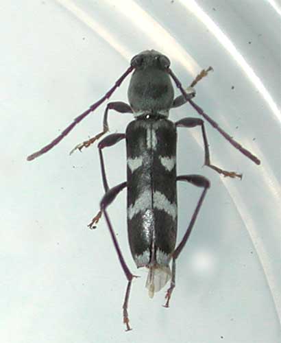 ヒメクロトラカミキリ