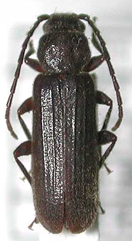 ヒメマルクビヒラタカミキリ