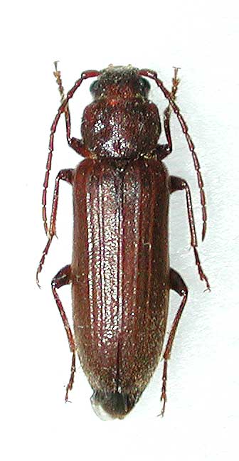 ヒメマルクビヒラタカミキリ