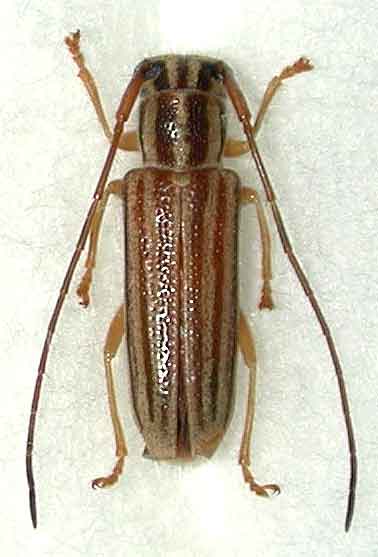 ヒメスジシロカミキリ