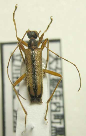 ヒミコヒメハナカミキリ