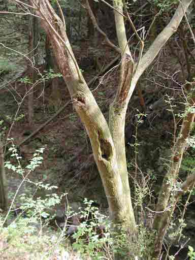 ヒラヤマコブハナカミキリ