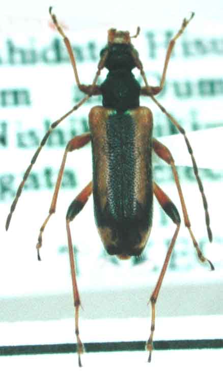 ヒスイヒメハナカミキリ